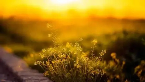 S15赛季战队首发阵容：EDG、RNG、TES等队阵容一览